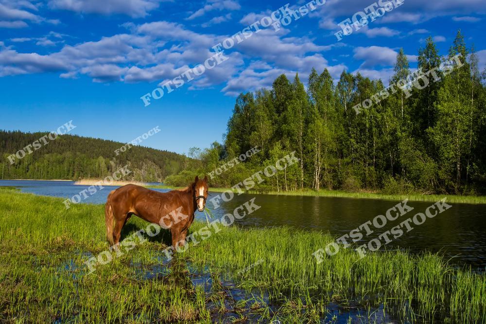 На фотографии изображена лошадь, которая стоит и пасётся на травянистом берегу реки. Позади виднеется густой лес, а небо усеяно пушистыми облаками. Снимок передаёт атмосферу умиротворения и красоты природы в сельской местности.