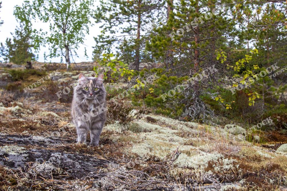 Фотография серого кота, стоящего на земле, покрытой мхом, среди деревьев в лесной местности. Кот с любопытным и внимательным выражением морды гармонично вписывается в природный пейзаж. Сцена передает атмосферу дикой природы и независимости.