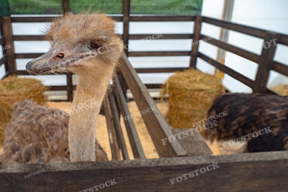 На фотографии запечатлен страус, который находится в загоне на ферме. Животное кажется заинтересованным или внимательным, его голова выдвинута вперед, а взгляд направлен на зрителя. В кадре видны также другие страусы и соломенные тюки, что добавляет контекста сельскохозяйственной среды. Изображение может быть использовано в материалах о разведении экзотических животных, фермерском хозяйстве, а также для образовательных целей и в статьях о природе.