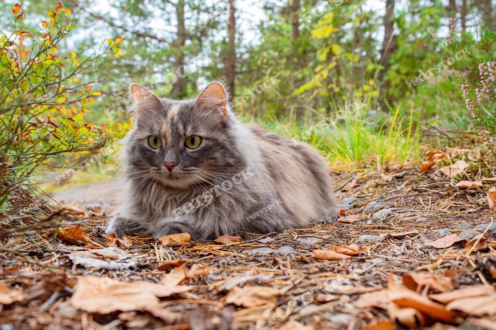 На фотографии изображена пушистая серая кошка, которая уютно расположилась на лесной тропинке, окружённой опавшими листьями и зелёной растительностью. Глубокий взгляд животного привлекает внимание, создавая атмосферу спокойствия и умиротворения на природе.