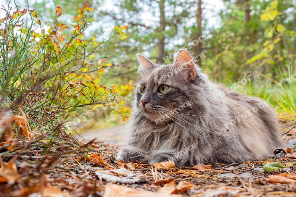 Фотография длинношерстной кошки, лежащей среди осенних листьев в лесу. Кошка внимательно смотрит в сторону, окруженная зеленью и мягким светом. Сцена передает спокойствие и гармонию животного в природной среде.