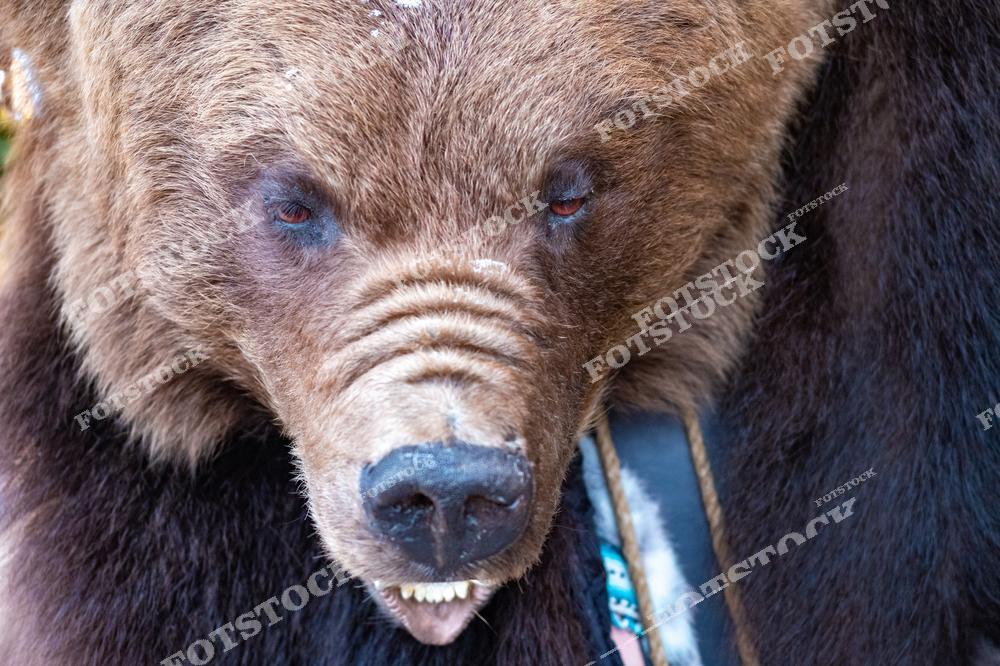 На фотографии представлен крупный план головы бурого медведя с выразительным взглядом и густой шерстью. Животное выглядит мощным и внушительным, демонстрируя природную силу и дикость. Этот снимок символизирует величие и опасность дикой природы.