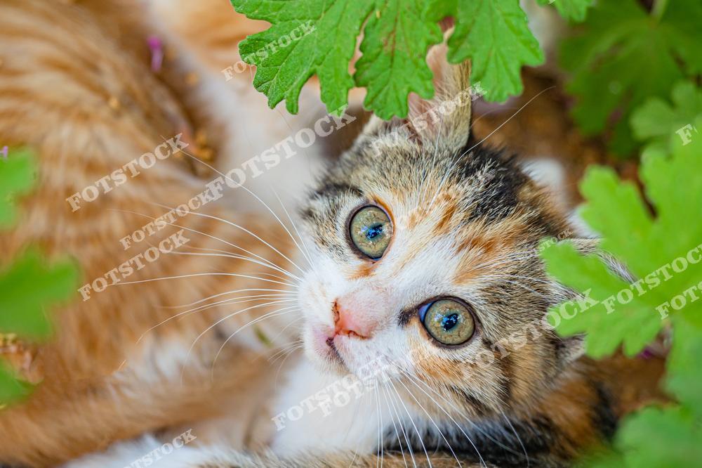 Фотография котенка с большими выразительными глазами, лежащего среди зелёных листьев. Котенок выглядит любопытным и спокойным, создавая теплую и уютную атмосферу. Сцена передает красоту и невинность молодого животного в природной обстановке.