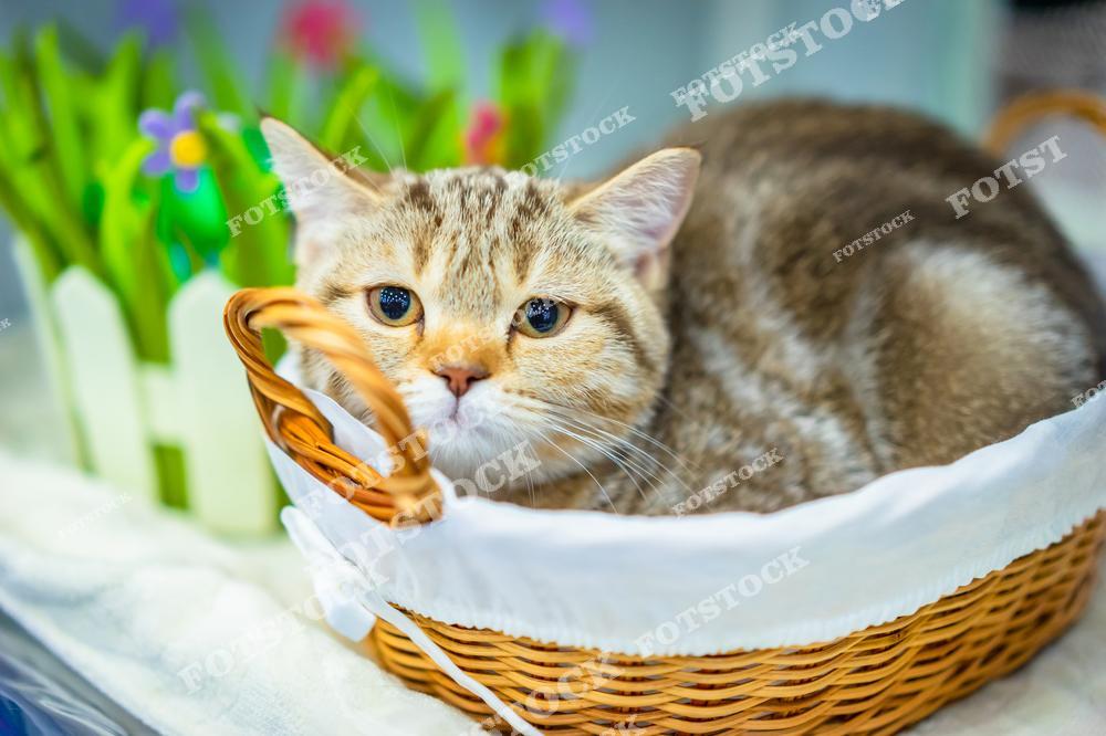 На фотографии изображен котенок, лежащий в плетеной корзине с белой подкладкой, на фоне искусственной зелени и ярких цветов. Выражение мордочки передает спокойствие и уют. Этот снимок подчеркивает домашний комфорт и природную прелесть маленьких питомцев.
