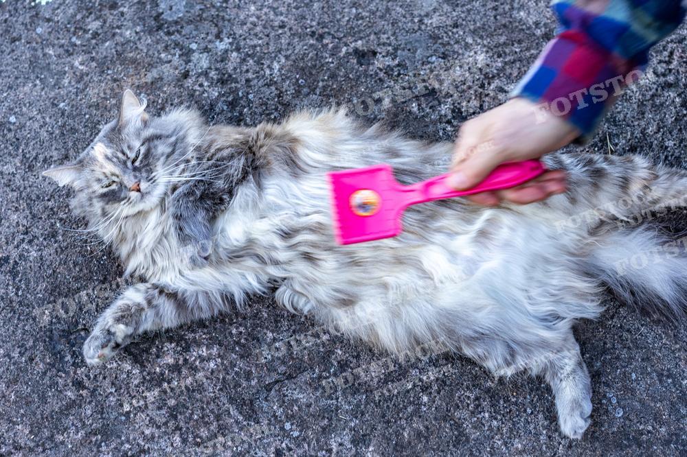 На фотографии — длинношерстная кошка, которую чешут розовой щеткой. Кошка лежит на асфальте, закрыла глаза и выглядит полностью расслабленной, что указывает на её удовольствие от процесса. Такие фотографии могут использоваться для статей о уходе за домашними животными, в блогах о кошках, в рекламе товаров для ухода за шерстью животных.