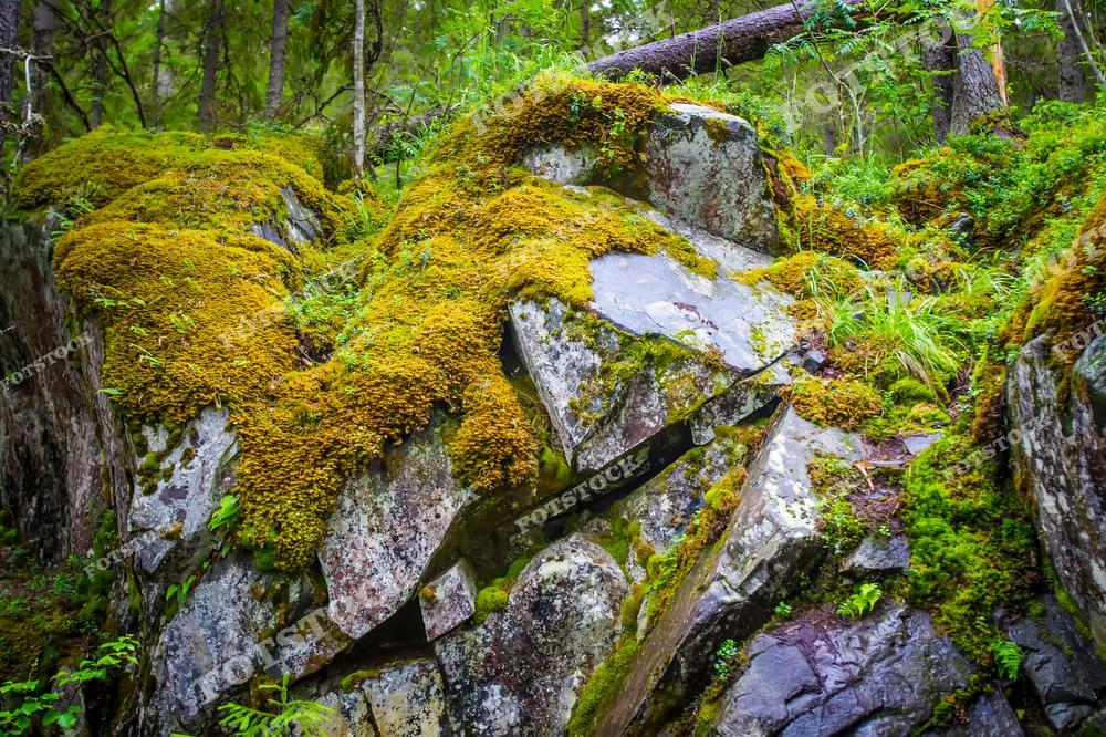 Фото запечатлевает камни, покрытые мхом, что является характерным для карельских пейзажей, где влажный климат способствует развитию мхов и лишайников. Этот северный природный уголок России наполнен зеленью и спокойствием, а камни, утопающие в зелени, создают ощущение древности и уединённости. Карелия — это место, где природа сохраняет свою первозданную красоту, а такие пейзажи, как на фотографии, становятся символом этой нетронутой земли. Природный пейзаж Карелии — это идеальное место для любителей экотуризма и отдыха на природе.