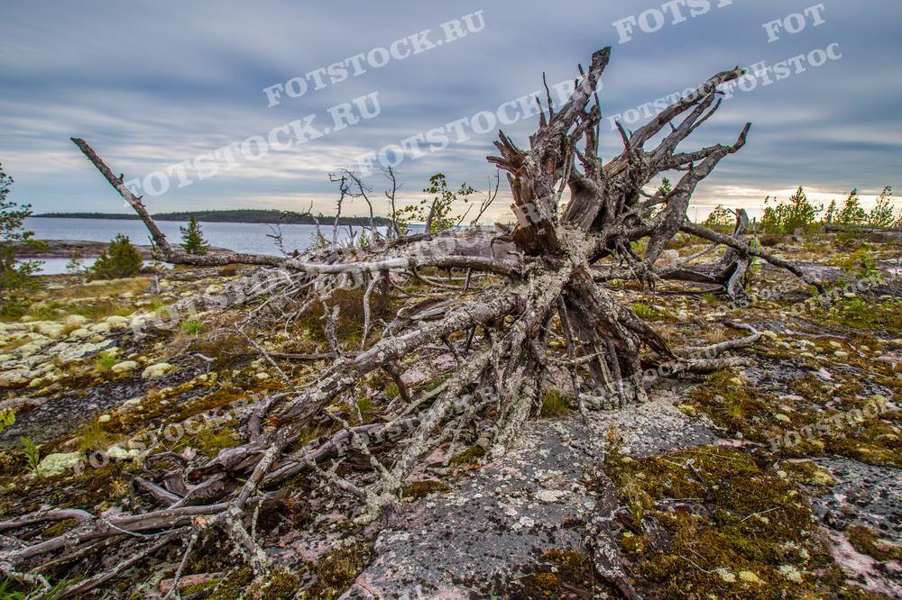 На фотографии изображено перевёрнутое дерево с обнаженными корнями на скалистом берегу озера в Карелии. Вокруг упавшего дерева растительность кажется скудной и каменистой, что придаёт пейзажу первозданный и дикий вид. Озеро на заднем плане и небо, покрытое облаками, добавляют изображению ощущение прохлады и свежести. Это фото может быть использовано для иллюстрации тем о борьбе природы за выживание, экологии, а также в качестве вдохновения для художественных и поэтических работ.