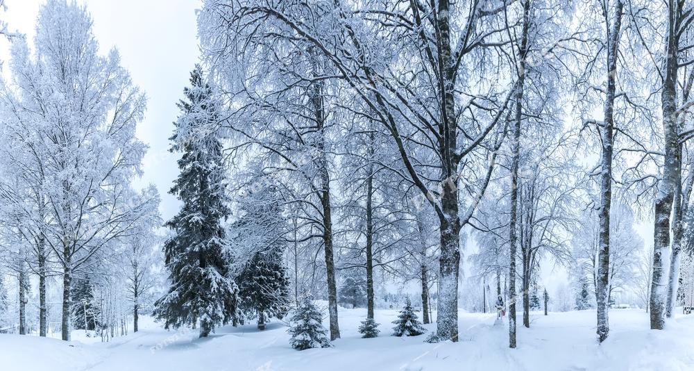 На фотографии изображён заснеженный лесной пейзаж Карелии, где все деревья покрыты густым инеем. Белоснежный покров лежит на земле и ветвях, создавая атмосферу полной тишины и покоя.