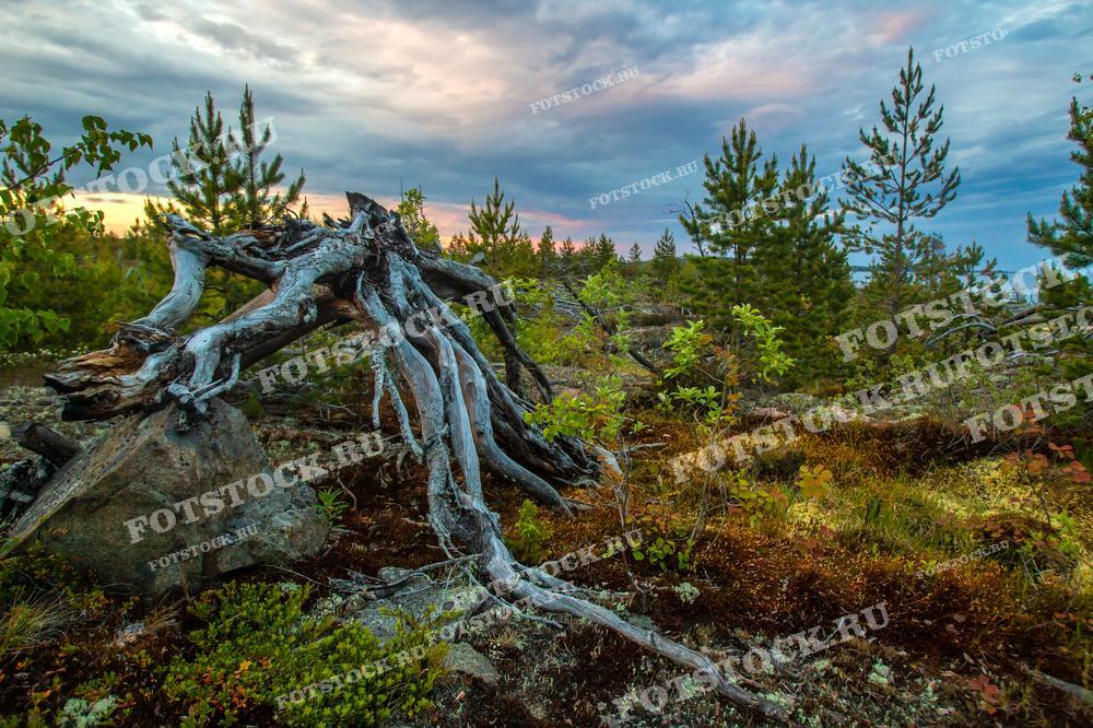 На фотографии изображена типичная карельская природа с корнями старого дерева, вырванного из земли, на переднем плане. Фотография сделана в вечернее время, когда закатные краски еще окрашивают небо. Вокруг видны молодые сосны и разнообразная растительность, характерная для карельских лесов. Этот снимок передает атмосферу необузданной природы, которая так характерна для северных регионов России.