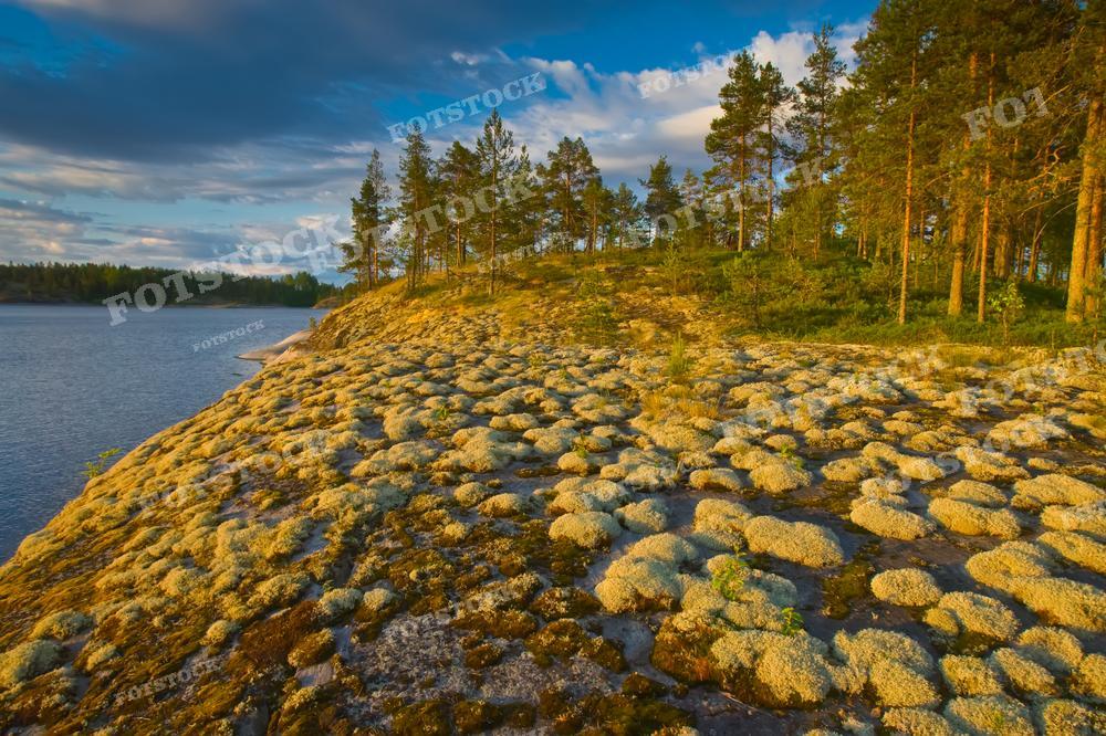 На фотографии запечатлен захватывающий закатный пейзаж одного из озер Карелии. Низкий угол съемки подчеркивает текстуру мха на скалах, окрашенных в золотой цвет уходящего солнца. Хвойный лес вдалеке контрастирует с ярким небом облачного заката. Изображение идеально подходит для путеводителей, статей о природе и экологии, туристических каталогов и может служить вдохновляющим фоном для экранов или веб-страниц.