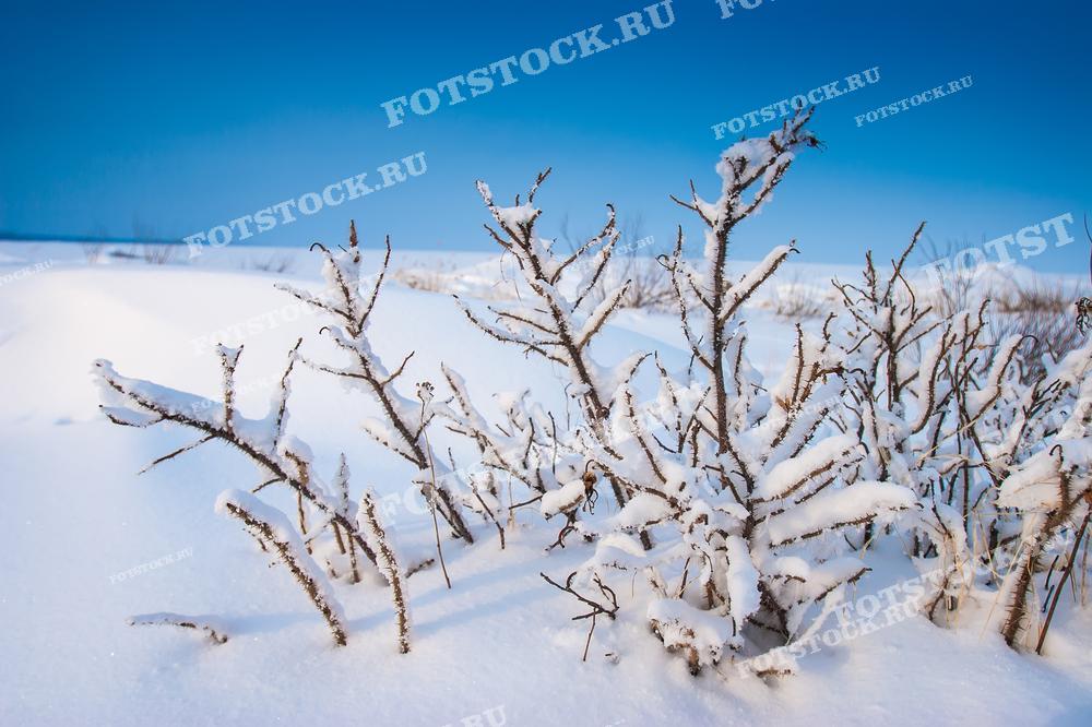 На фотографии изображены заснеженные кусты, окруженные глубокими сугробами на фоне ясного голубого неба. Этот зимний пейзаж передает чистоту и спокойствие карельской природы в зимний период. Ветви кустов, покрытые снежным покрывалом, подчеркивают холод и суровость северной зимы, характерной для Карелии.