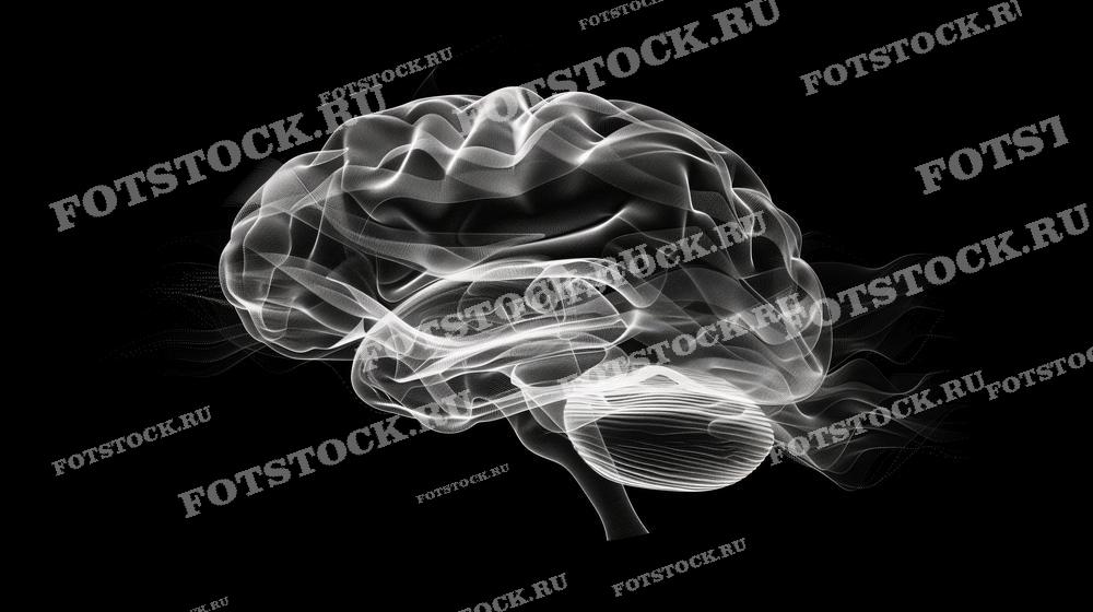 На изображении представлен стилизованный рисунок человеческого мозга. Четко видна структура и различные отделы мозга. Фотография используется для медицинских и научных исследований, а также в образовательных целях.