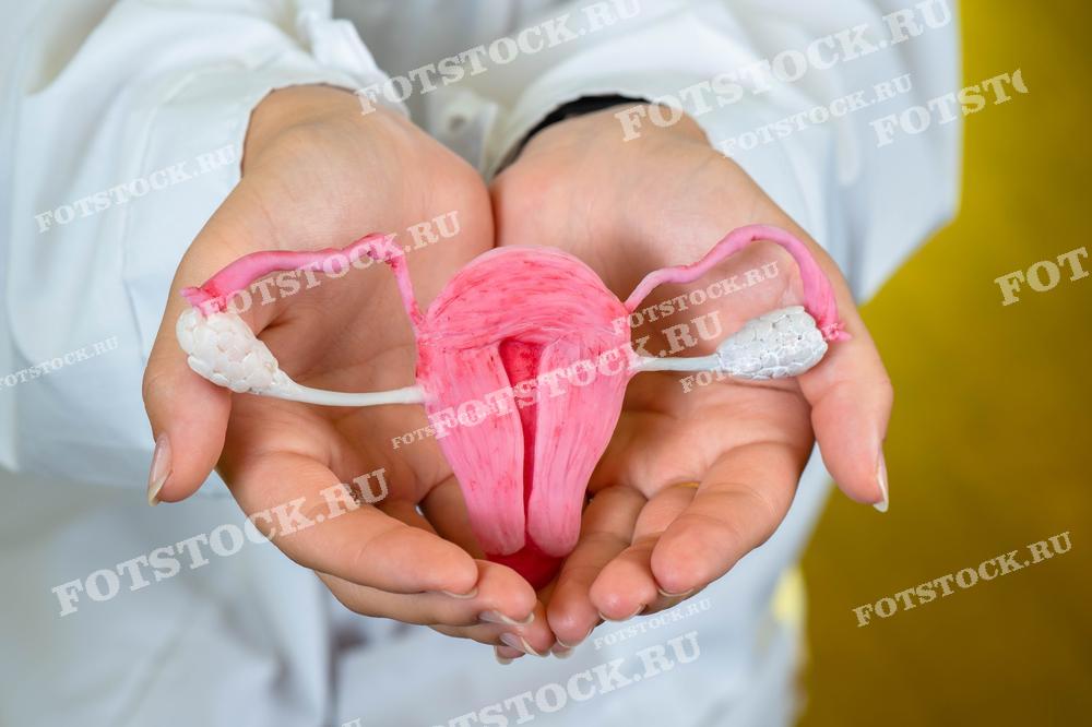 На изображении представлена модель женской репродуктивной системы, которую держат в руках. Модель выполнена в розово-белых тонах и демонстрирует матку, фаллопиевы трубы и яичники.