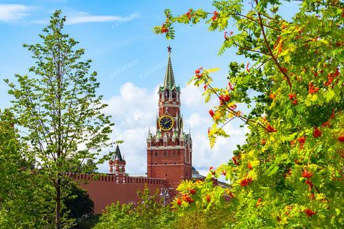 Фотография запечатлевает величественный Московский Кремль с его знаменитой Спасской башней на фоне зеленых деревьев.

Фотография может использоваться для туристических брошюр, путеводителей по Москве, а также в рекламе туров по российской столице. Она привлечет внимание тех, кто ищет красивые пейзажи и исторические достопримечательности.