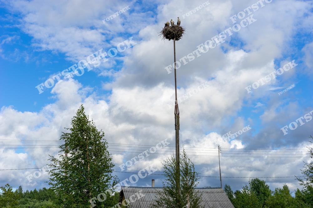 На фотографии изображено гнездо аистов, расположенное на столбе в деревне Псковской области. Птицы сидят в гнезде на фоне голубого неба с белыми облаками. Это изображение подчеркивает природную гармонию и сельский ландшафт.