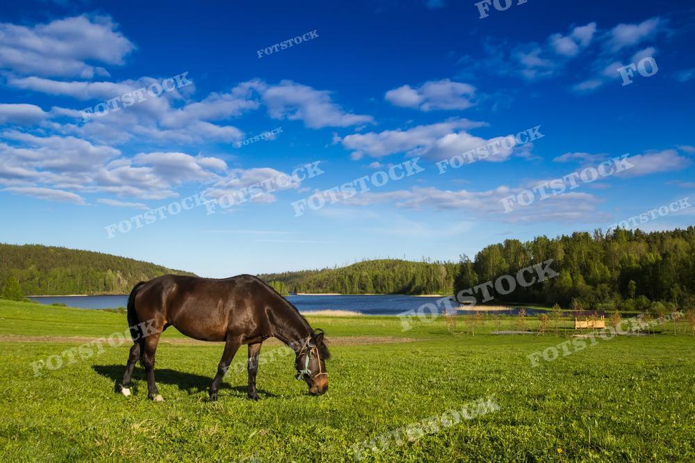 На фотографии — лошадь на зеленом пастбище. Лошадь спокойно пасется, на заднем плане видно лес и озеро под ярким голубым небом с пушистыми облаками. Это изображение может быть использовано для статей о животноводстве, сельской жизни, природе и туризме, а также как элемент дизайна в ветеринарных клиниках, на фермах или в качестве декоративного постера.