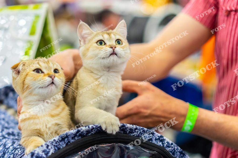 На фото изображены два рыжих котенка, сидящие рядом и с любопытством смотрящие перед собой. Человек поддерживает их, добавляя ощущение заботы и внимания. Снимок иллюстрирует привязанность и дружбу между животными и человеком.