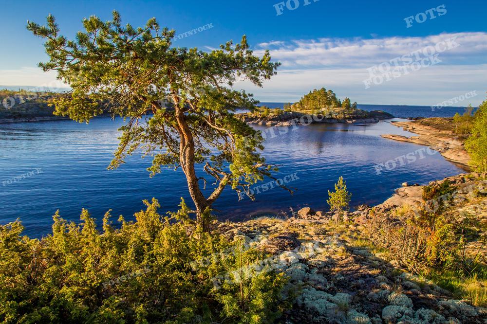 На фотографии изображён живописный пейзаж Карелии: впереди крупным планом выделяется одинокое сосновое дерево, выгнувшееся над водой. Позади него расстилается спокойное Ладожское озеро, ограниченное каменистым берегом и небольшими островками, поросшими лесом. Небо ясное, с небольшим количеством облаков. Солнечный свет, кажется, заливает сцену, делая цвета особенно насыщенными. Это фото может быть использовано для иллюстрации статей о природе, в рекламных и туристических материалах, а также как элемент дизайна в публикациях, посвящённых отдыху и туризму.