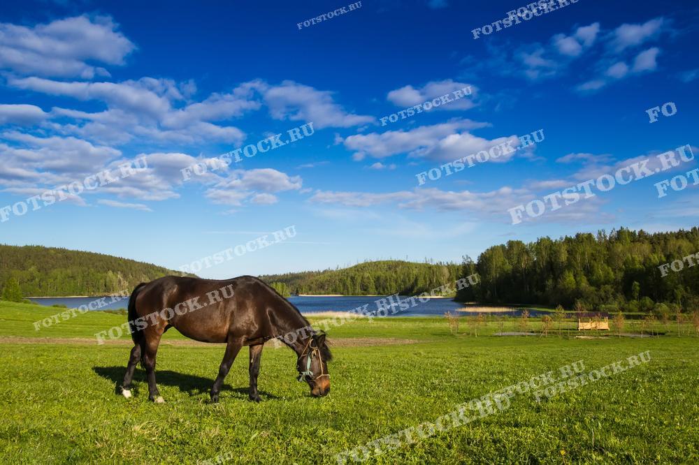 На фотографии изображена лошадь, пасущаяся на зелёном пастбище в Карелии. Вдали виднеется озеро, окружённое лесистыми холмами, создавая живописный фон для этого сельского пейзажа. Яркое летнее небо с белыми облаками придаёт фотографии ощущение свежести и умиротворения. Этот вид иллюстрирует идиллическую жизнь на природе и привлекает внимание своей красотой и спокойствием.