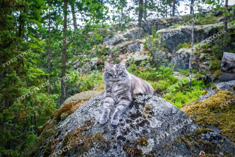 На фотографии изображена длинношёрстная кошка, удобно расположившаяся на крупной скале в лесной зоне Карелии. Вокруг — хвойный лес, камни, покрытые мхом, и разнообразная растительность, типичная для Ладожских шхер. Сцена подчёркивает гармонию между домашними животными и окружающей природой.
