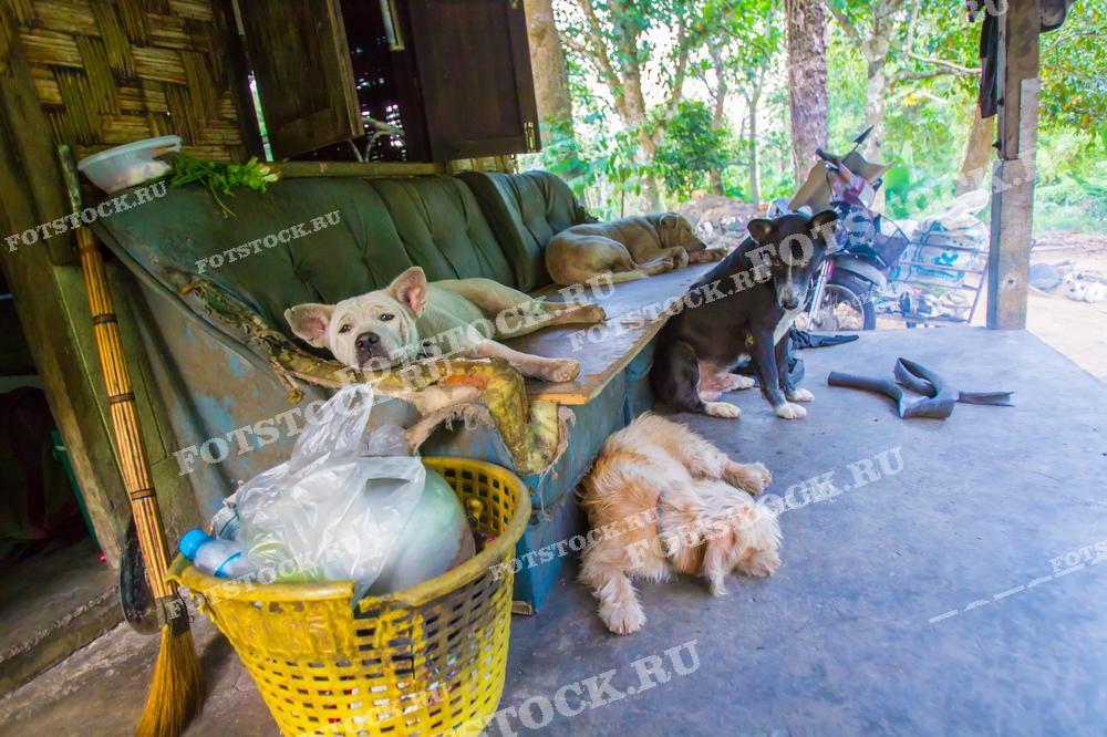 На фотографии изображены несколько собак, которые лежат и отдыхают в простом деревенском доме. Одна собака уютно устроилась на старом диване, в то время как другие расположились на полу. Вокруг можно заметить элементы повседневной сельской жизни: корзины с предметами, метла, мотоцикл на заднем плане.