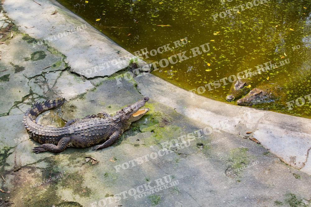 На фотографии изображены два крокодила возле водоема. Один крокодил находится на бетонном берегу с открытой пастью, другой — частично скрыт под водой. Окружение покрыто мхом и влагой, а вода в пруду мутная и зелёная от водорослей. Сцена напоминает типичный уголок тропического заповедника, где крокодилы отдыхают и ведут свой естественный образ жизни.